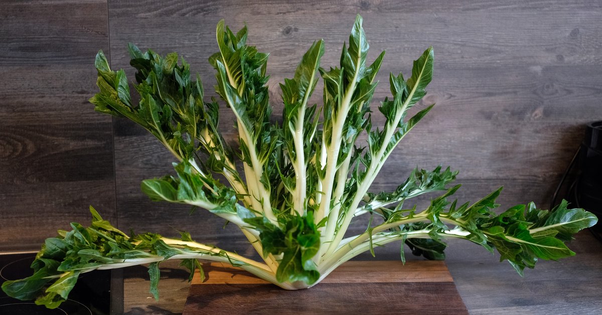 Puntarelle fresche in piedi, pronte per la pulizia