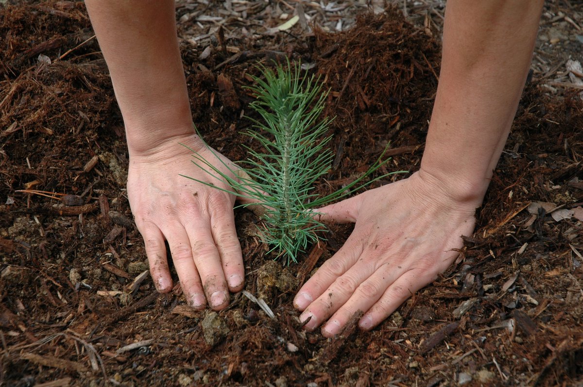 Mani che piantano una giovane conifera nel terreno